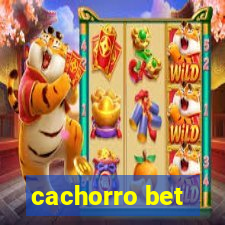 cachorro bet