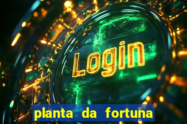 planta da fortuna e felicidade